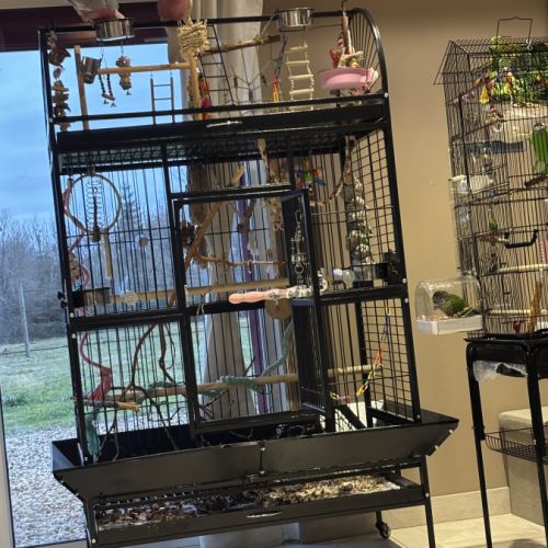 Jeune couple de cacatoès rosalbin eam #3