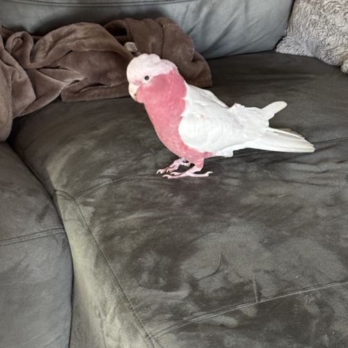 Jeune couple de cacatoès rosalbin eam #4