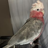 Jeune couple de cacatoès rosalbin eam #2