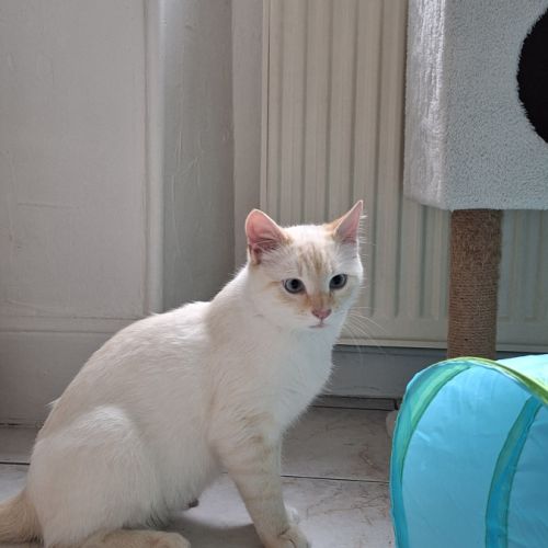 Milo, adorable chaton à l'adoption #1