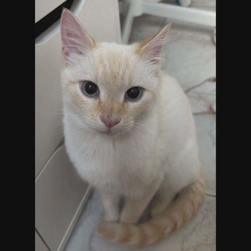 Milo, adorable chaton à l'adoption