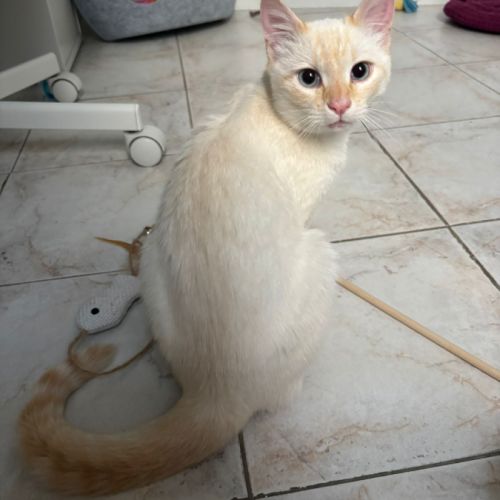 Milo, adorable chaton à l'adoption #3