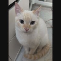 Milo, adorable chaton à l'adoption #0