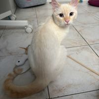 Milo, adorable chaton à l'adoption #3