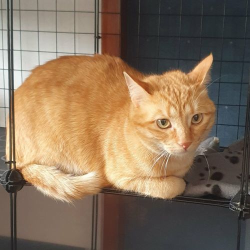 Charly le magnifique