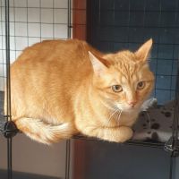 Charly le magnifique #0