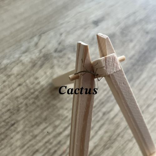 Bébés phasmes bâtons
