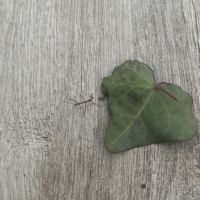 Bébé phasme « waki »!