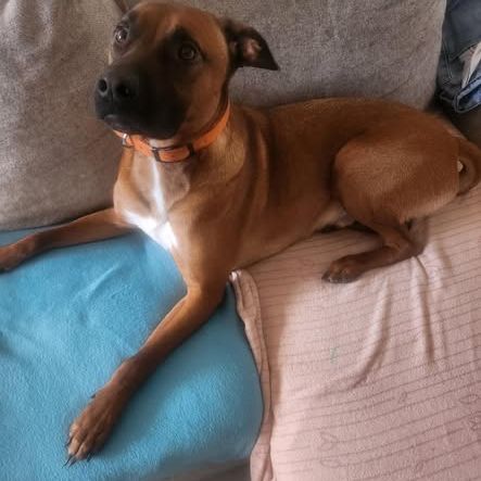 Chien simba à l adoption #0