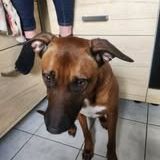 Chien simba à l adoption #3