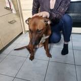 Chien simba à l adoption #4