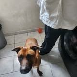 Chien simba à l adoption #2