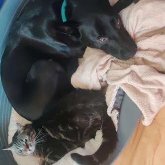 Chien spike à l adoption #0