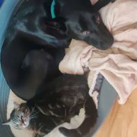 Chien spike à l adoption