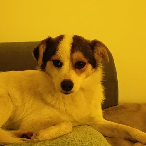 Lulu attend une famille pour la vie ! #4