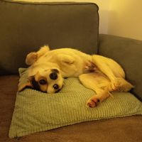 Lulu attend une famille pour la vie ! #3