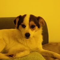 Lulu attend une famille pour la vie ! #4