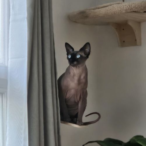 Chat sphinx 3 ans et demi