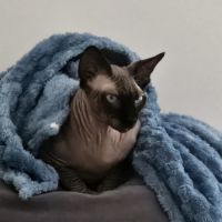 Chat sphinx 3 ans et demi #1