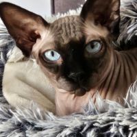 Chat sphinx 3 ans et demi #2