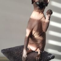 Chat sphinx 3 ans et demi #3