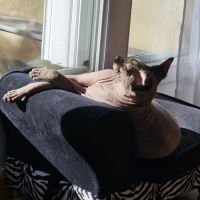 Chat sphinx 3 ans et demi #4