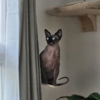 Chat sphinx 3 ans et demi #0