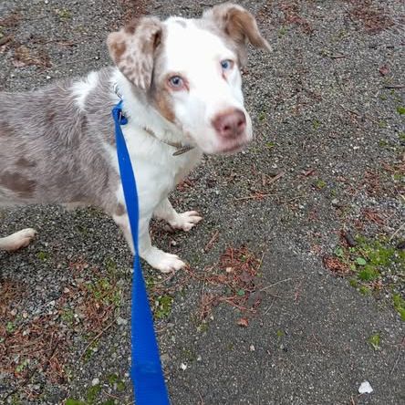 Chien lola à l adoption #0