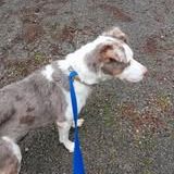 Chien lola à l adoption #2