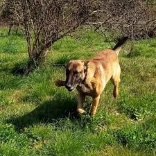 Chien argos à l adoption #2