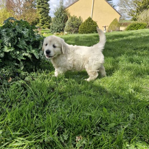 Golden retriever mâle #4