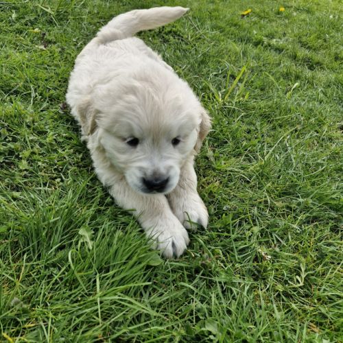 Golden retriever mâle #5