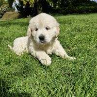 Golden retriever mâle #1