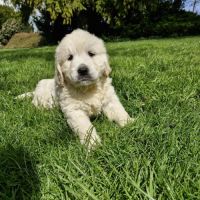 Golden retriever mâle #2