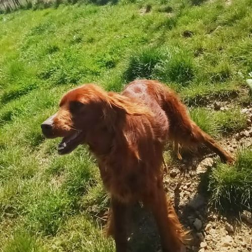 Chien saba à l adoption #0