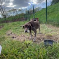 Chien caline à l adoption