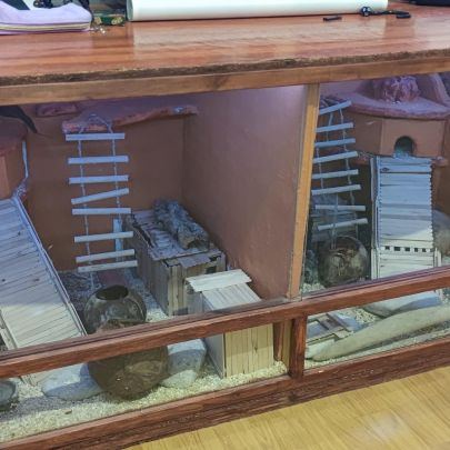 1 gecko mâle + 1 femelle + terrarium #1