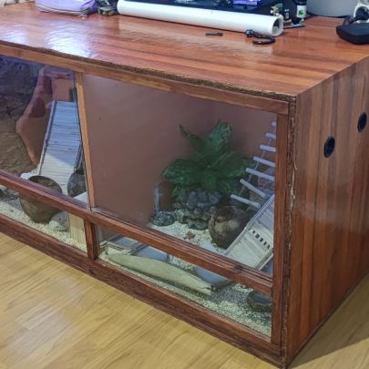 1 gecko mâle + 1 femelle + terrarium #2