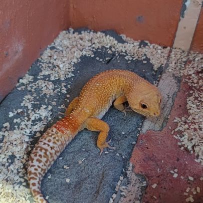 1 gecko mâle + 1 femelle + terrarium #3