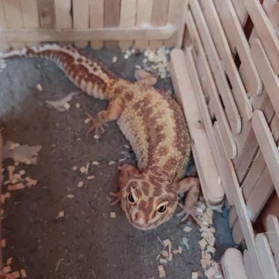 1 gecko mâle + 1 femelle + terrarium