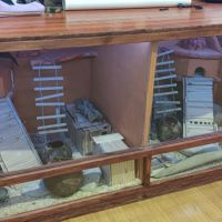 1 gecko mâle + 1 femelle + terrarium #1