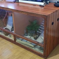 1 gecko mâle + 1 femelle + terrarium #2