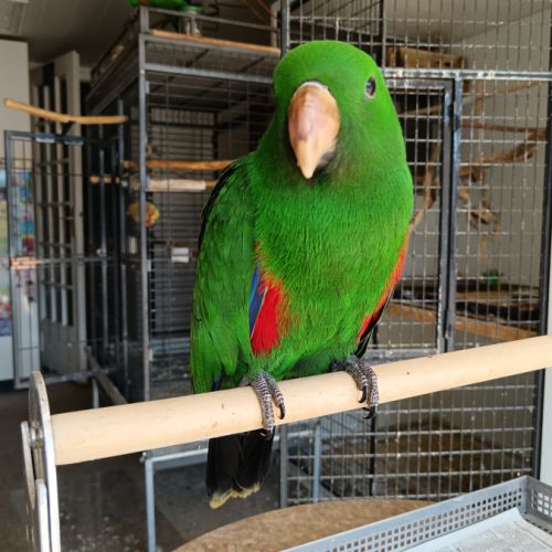 Eclectus roratus élevé main #1