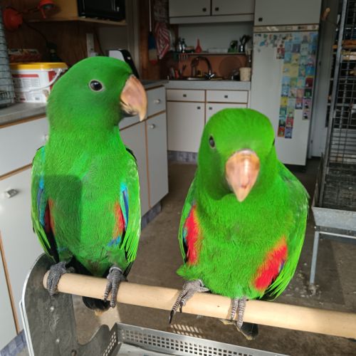 Eclectus roratus élevé main