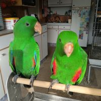 Eclectus roratus élevé main