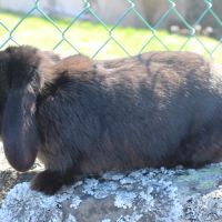 Lapine bélier naine