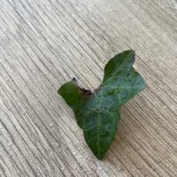 Bébé phasme « popeye »!