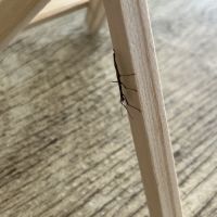 Bébés phasmes bâtons #4