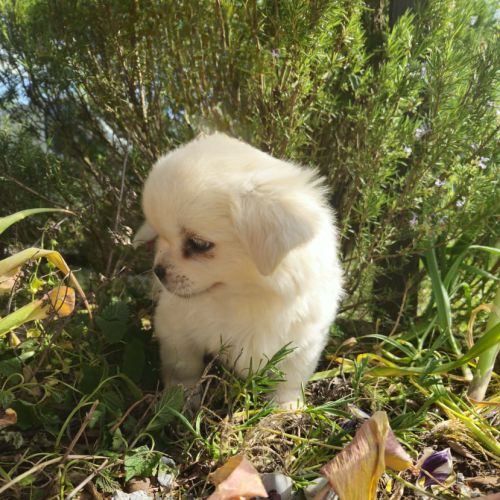 Male chiot epagneul du tibet #1