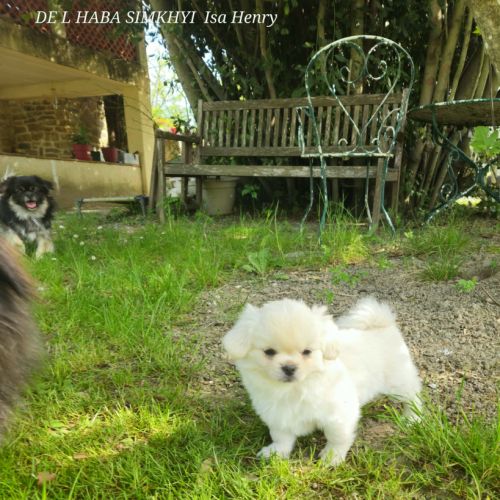 Male chiot epagneul du tibet #3